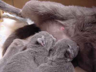 La t&eacute;t&eacute;e